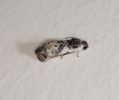 Oriodryas olbophora