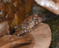 Minervarya keralensis