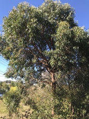 Eucalyptus capitellata