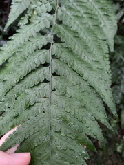 Microlepia obtusiloba