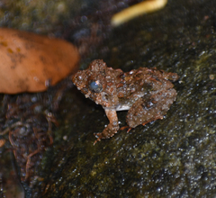 Minervarya keralensis