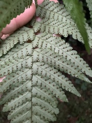 Microlepia obtusiloba