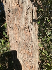 Eucalyptus capitellata