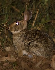 Sylvilagus brasiliensis