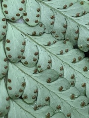 Microlepia obtusiloba