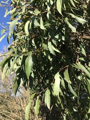 Eucalyptus capitellata