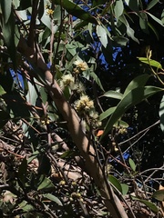 Eucalyptus capitellata
