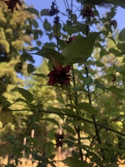 Leycesteria formosa