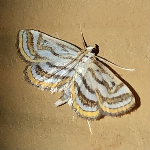 Parapoynx curviferalis