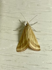 Microtheoris