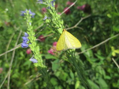 Mecyna flavalis