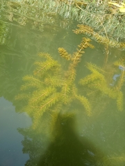 Ceratophyllum demersum