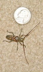 Monochamus marmorator