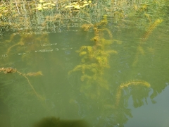 Ceratophyllum demersum