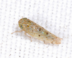 Atanus perspicillatus