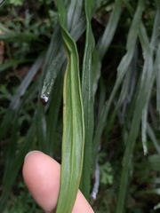 Haplopteris flexuosa
