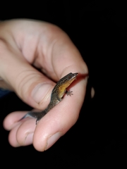 Sphaerodactylus klauberi