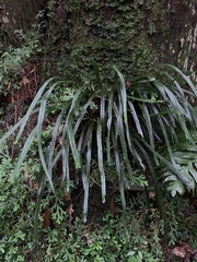 Haplopteris flexuosa