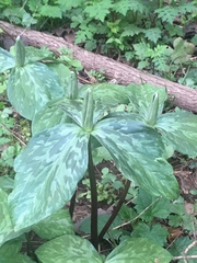 Trillium cuneatum