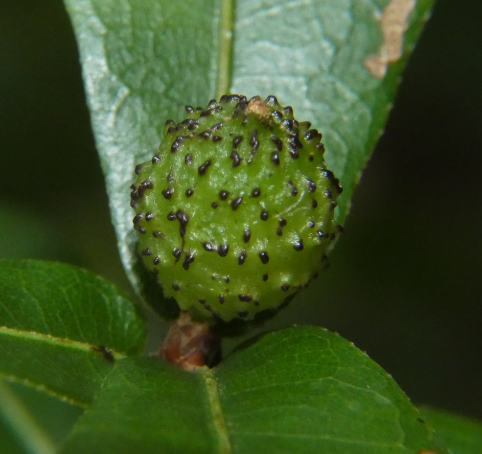 Amphibolips spinosa