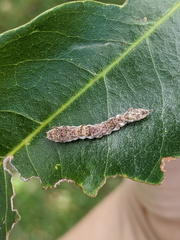 Tridrepana lunulata