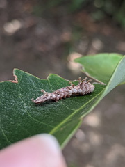 Tridrepana lunulata