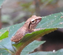 Pseudophilautus wynaadensis