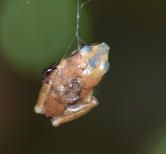 Pseudophilautus wynaadensis