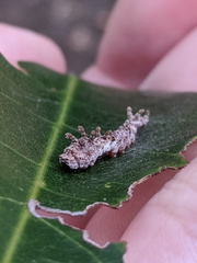 Tridrepana lunulata