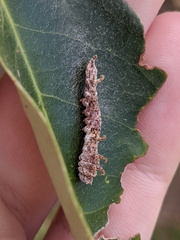 Tridrepana lunulata