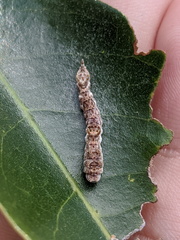 Tridrepana lunulata