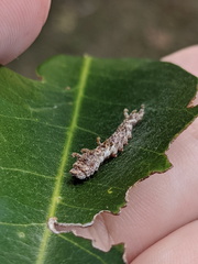 Tridrepana lunulata
