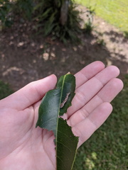 Tridrepana lunulata