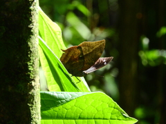 Memphis moruus