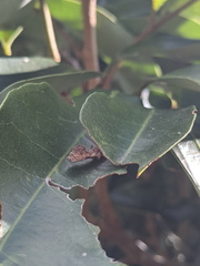 Tridrepana lunulata