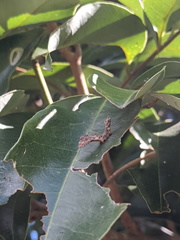 Tridrepana lunulata