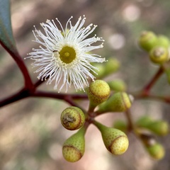 Eucalyptus largiflorens