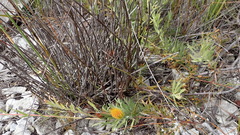 Leucospermum gracile