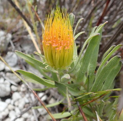 Leucospermum gracile