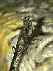 Raptrix
