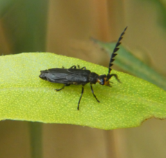 Tytthonyx erythrocephala