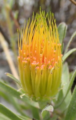 Leucospermum gracile