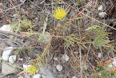 Leucospermum gracile