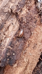 Glomeridae