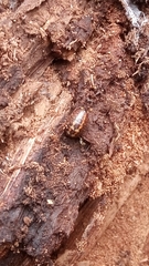 Glomeridae