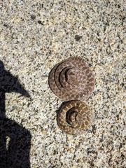 Hypsiglena ochrorhynchus klauberi