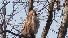 Buteo jamaicensis