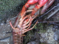 Procambarus clarkii