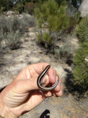 Plestiodon skiltonianus interparietalis