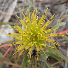 Leucospermum gracile